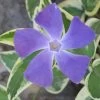 Variegated Bigleaf Periwinkle (Vinca Major 'Variegata') - 6 Pack Of Pint Pots -Outdoor Garden Store vinca major variegata rev 500x750 1