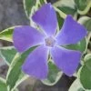 Variegated Bigleaf Periwinkle (Vinca Major 'Variegata') - 18 Pack Of Pint Pots -Outdoor Garden Store vinca major variegata rev 500x750 thumbnail