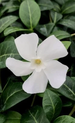 White Evergreen Periwinkle (Vinca Minor 'Alba') - 5 Pack Of Pint Pots -Outdoor Garden Store vinca minor alba white evergreen periwinkle 1