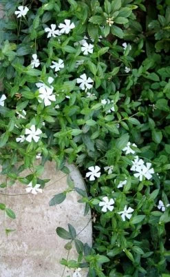 White Evergreen Periwinkle (Vinca Minor 'Alba') - 5 Pack Of Pint Pots -Outdoor Garden Store vinca minor alba white evergreen periwinkle 2