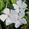 White Evergreen Periwinkle (Vinca Minor 'Alba') - 5 Pack Of Pint Pots -Outdoor Garden Store vinca minor alba white evergreen periwinkle 5