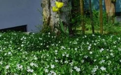 White Evergreen Periwinkle (Vinca Minor 'Alba') - 5 Pack Of Pint Pots -Outdoor Garden Store vinca minor alba white evergreen periwinkle 6