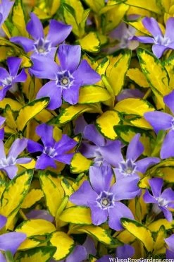 Illumination Variegated Periwinkle (Vinca Minor) - 6 Pack Of Pint Pots -Outdoor Garden Store vinca minor illumination 10