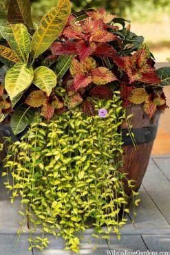 Illumination Variegated Periwinkle (Vinca Minor) - 6 Pack Of Pint Pots -Outdoor Garden Store vinca minor illumination 7