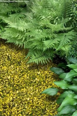 Illumination Variegated Periwinkle (Vinca Minor) - 6 Pack Of Pint Pots -Outdoor Garden Store vinca minor illumination 8