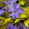 Illumination Variegated Periwinkle (Vinca Minor) - 6 Pack Of Pint Pots -Outdoor Garden Store vinca minor illumination 9
