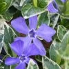 Ralph Shugert Variegated Periwinkle - Vinca Minor - 5 Pack Of Pint Pots -Outdoor Garden Store vinca minor ralph shugert variegated evergreen periwinkle 1