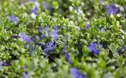 Ralph Shugert Variegated Periwinkle - Vinca Minor - 5 Pack Of Pint Pots -Outdoor Garden Store vinca minor ralph shugert variegated evergreen periwinkle 3