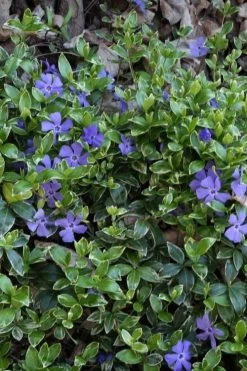 Ralph Shugert Variegated Periwinkle - Vinca Minor - 5 Pack Of Pint Pots -Outdoor Garden Store vinca minor ralph shugert variegated evergreen periwinkle 4