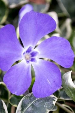 Ralph Shugert Variegated Periwinkle - Vinca Minor - 5 Pack Of Pint Pots -Outdoor Garden Store vinca minor ralph shugert variegated evergreen periwinkle 6