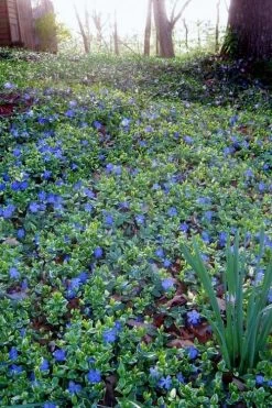 Ralph Shugert Variegated Periwinkle - Vinca Minor - 5 Pack Of Pint Pots -Outdoor Garden Store vinca minor ralph shugert variegated evergreen periwinkle 7