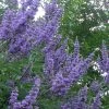 Shoal Creek Chaste Tree (Vitex) - 6 Pack Of 1 Gallon Pots 2 Shoal Creek Chaste Tree (Vitex) - 6 Pack Of 1 Gallon Pots -Outdoor Garden Store vitex agnus castus shoal creek chaste tree 103