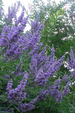 Shoal Creek Chaste Tree (Vitex) - 6 Pack Of 1 Gallon Pots