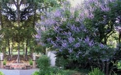 Shoal Creek Chaste Tree (Vitex) - 6 Pack Of 1 Gallon Pots -Outdoor Garden Store vitex agnus castus shoal creek chaste tree 53