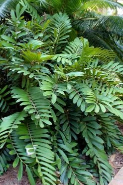 Coontie Palm (Zamia Pumila) - 7 Gallon Pot